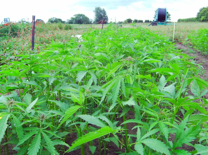 Image: A Yorkshire Field trial of High Oleic Hemp